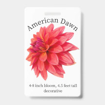 American Dawn Dahlia ID Abzeichen
