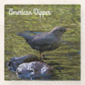 American Dipper Glasuntersetzer (Vorderseite)
