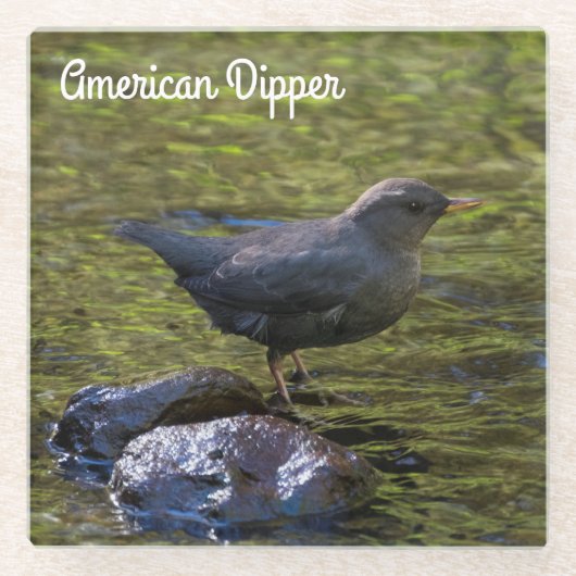 American Dipper Glasuntersetzer (Vorderseite)