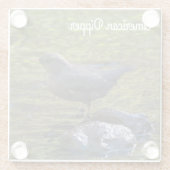 American Dipper Glasuntersetzer (Rückseite)