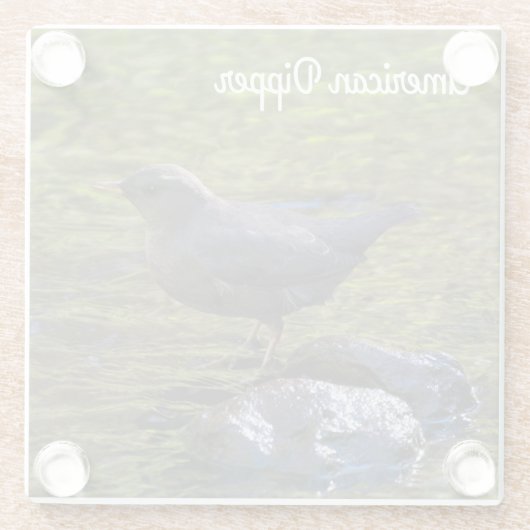 American Dipper Glasuntersetzer (Rückseite)