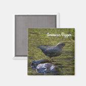 American Dipper Magnet (Vorderseite/Rückseite)
