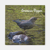 American Dipper Magnet (Vorne)
