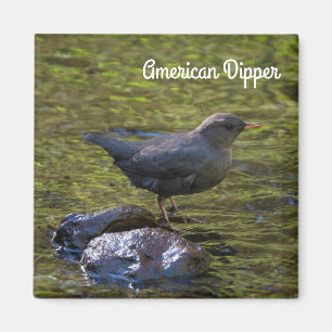 American Dipper Magnet