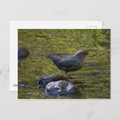 American Dipper Postkarte (Vorne/Hinten)