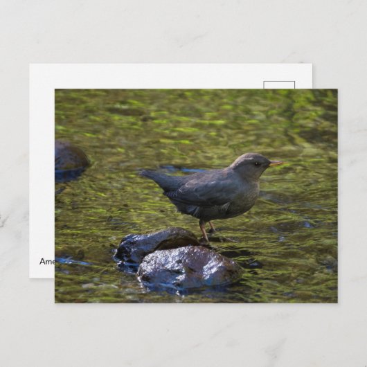 American Dipper Postkarte (Vorne/Hinten)