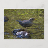 American Dipper Postkarte (Vorderseite)