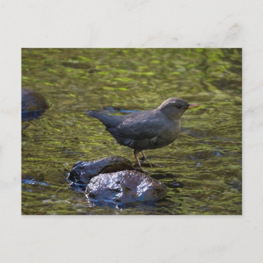 American Dipper Postkarte (Vorderseite)