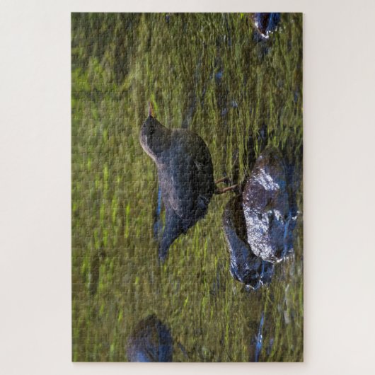 American Dipper Puzzle (Vertikal)