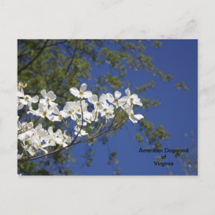 American Dogwood of Virginia Postcard Postkarte