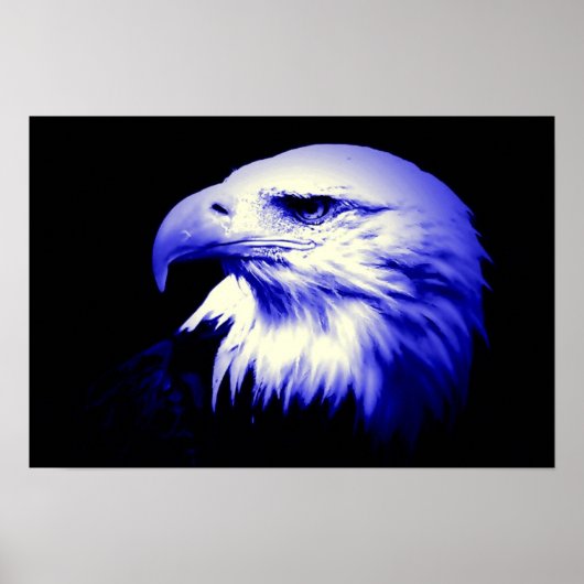American Eagle Bald Eagle Poster Print (Vorne)