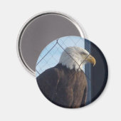 American Eagle Kühlschrank Magnet (Vorderseite/Rückseite)
