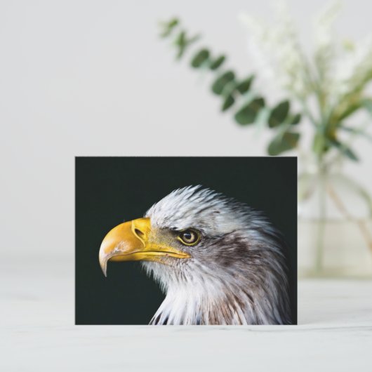 American Eagle Postcard Postkarte (Stehend Vorderseite)