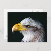 American Eagle Postcard Postkarte (Vorne/Hinten)