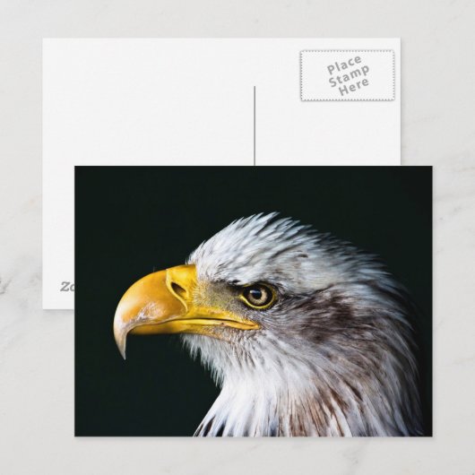 American Eagle Postcard Postkarte (Vorne/Hinten)