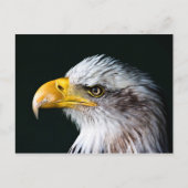 American Eagle Postcard Postkarte (Vorderseite)