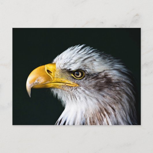 American Eagle Postcard Postkarte (Vorderseite)