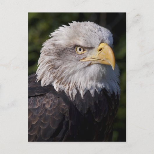 American Eagle Postcard Postkarte (Vorderseite)