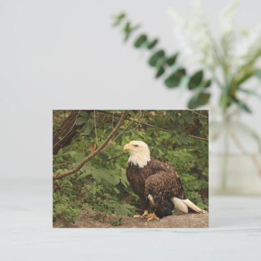 American Eagle Postkarte (Stehend Vorderseite)