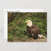 American Eagle Postkarte (Vorne/Hinten)