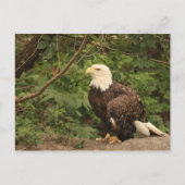 American Eagle Postkarte (Vorderseite)