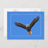 American Eagle Postkarte (Vorne/Hinten)