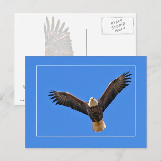 American Eagle Postkarte (Vorne/Hinten)