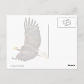 American Eagle Postkarte (Rückseite)