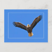 American Eagle Postkarte (Vorderseite)