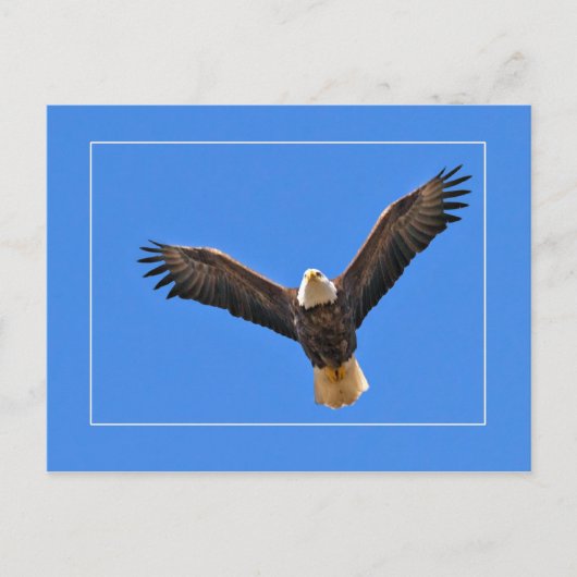 American Eagle Postkarte (Vorderseite)