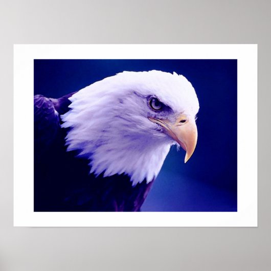 American Eagles - Bald Eagle Posters Prints Poster (Vorne)