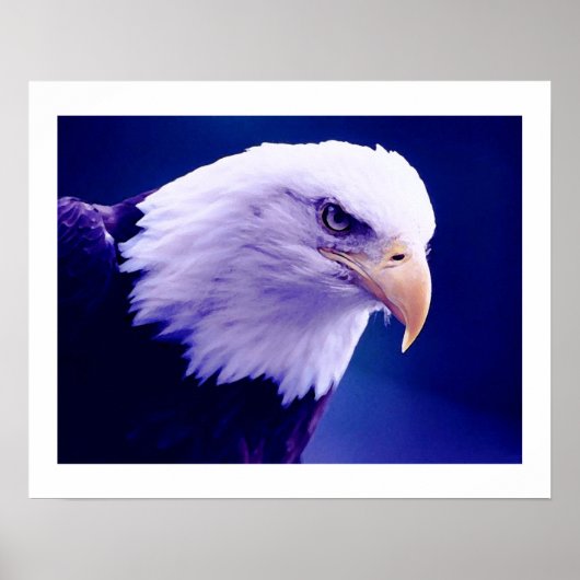 American Eagles - Bald Eagle Posters Prints Poster (Vorne)