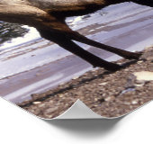 American Elch in Winter Print Poster (Ecke)