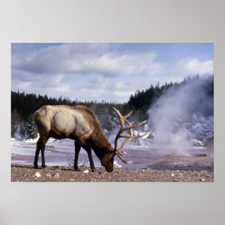 American Elch in Winter Print Poster