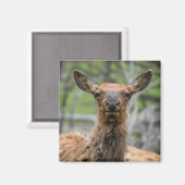 American Elch Magnet (Vorderseite/Rückseite)