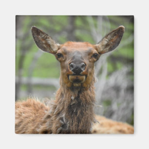 American Elch Magnet