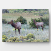 American Elk | Colorado Fotoplatte (Vorderseite)
