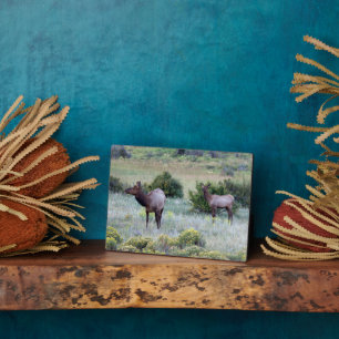 American Elk Colorado Fotoplatte