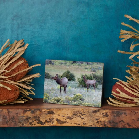 American Elk | Colorado Fotoplatte (Seite)