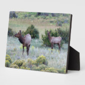 American Elk | Colorado Fotoplatte (Seite)