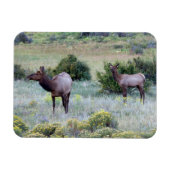 American Elk | Colorado Magnet (Horizontal)