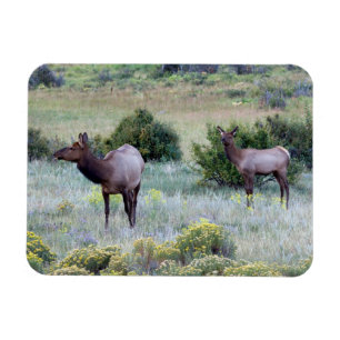 American Elk Colorado Magnet