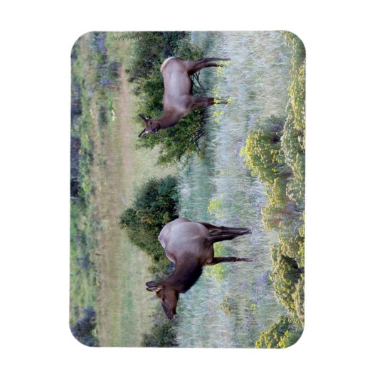 American Elk | Colorado Magnet (Vertikal)