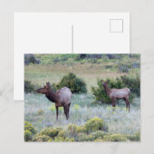 American Elk | Colorado Postkarte (Vorne/Hinten)
