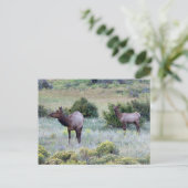 American Elk | Colorado Postkarte (Stehend Vorderseite)