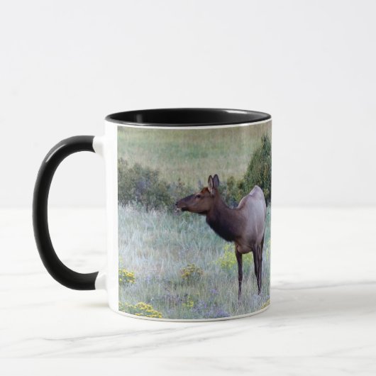 American Elk | Colorado Tasse (Links)