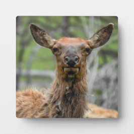 American Elk Desktop Plaque Fotoplatte