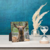 American Elk Desktop Plaque Fotoplatte (InSitu)