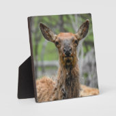 American Elk Desktop Plaque Fotoplatte (Vorderseite)