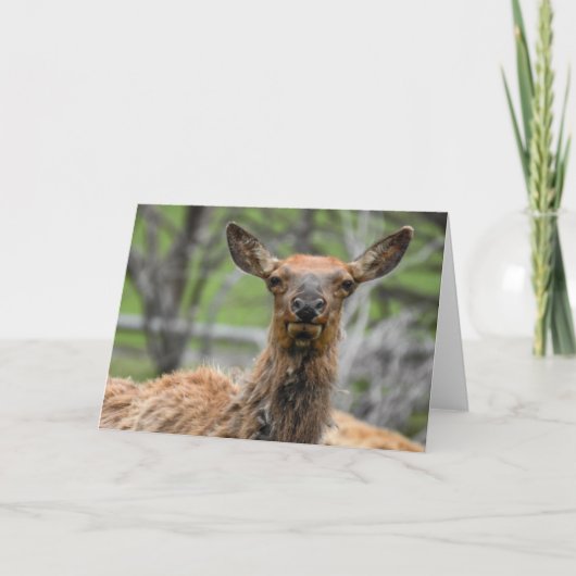 American Elk Notecard Karte (Vorderseite)